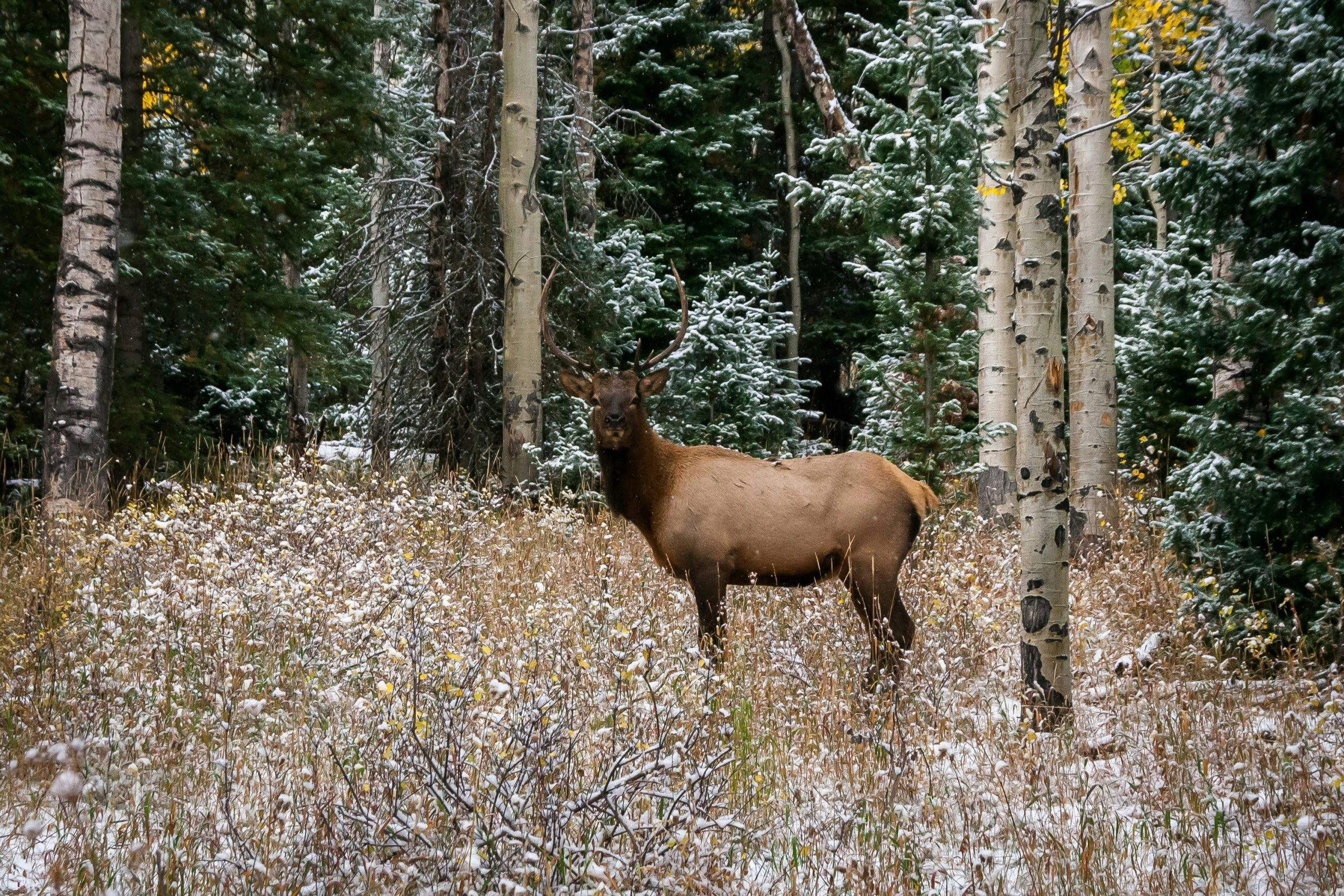 Fauna of the Yukon