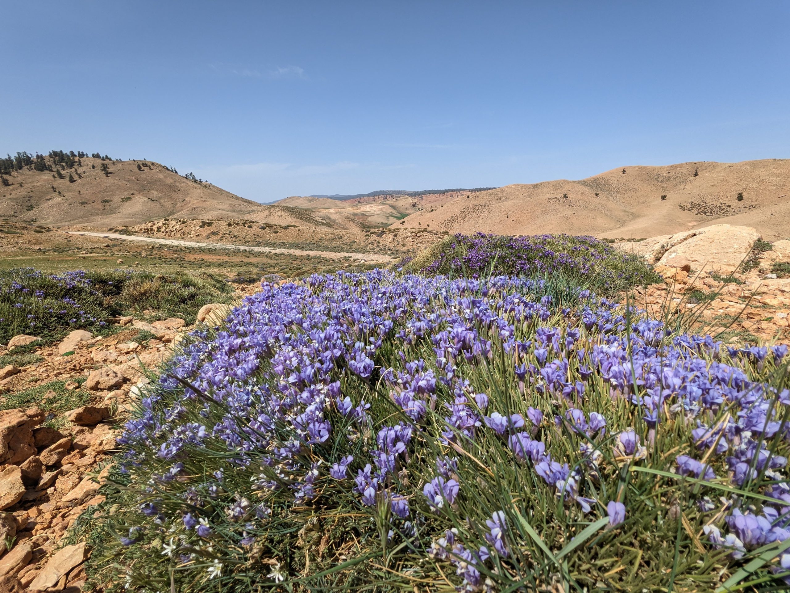 Homepage, Morocco Bush